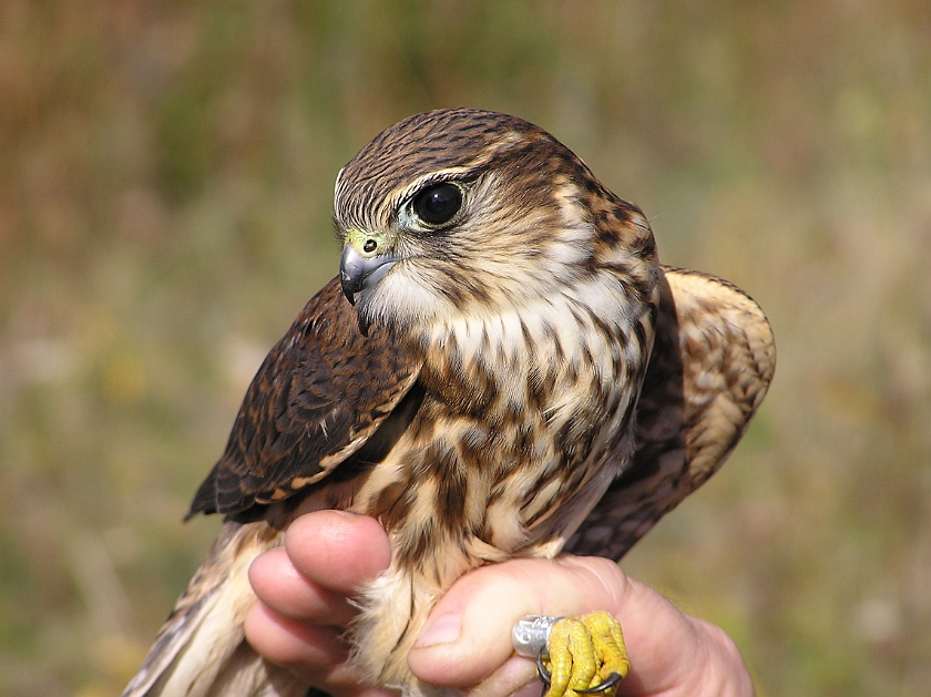 Merlin, Sundre 20040917